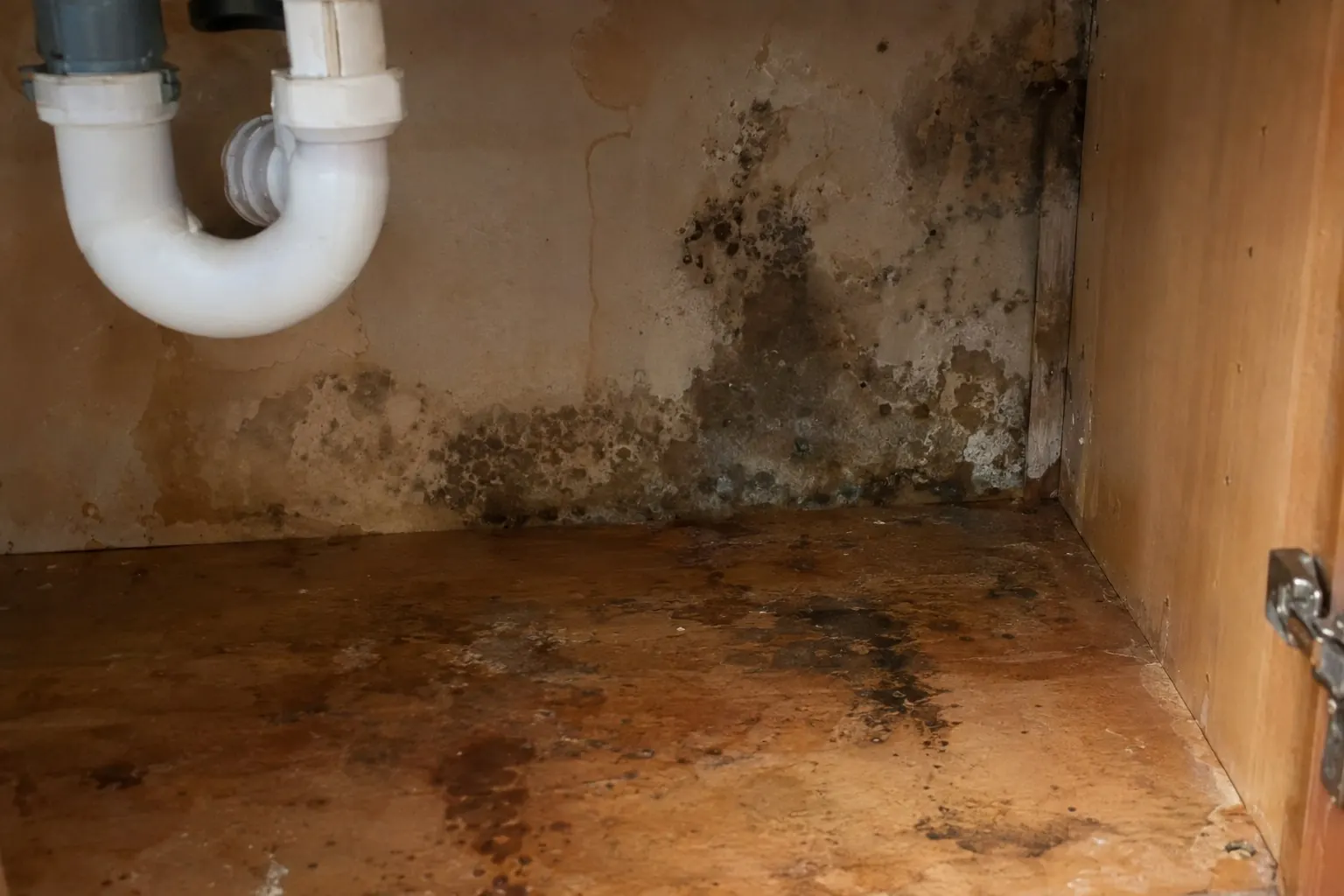 Mold growth inside a sink cabinet below plumbing